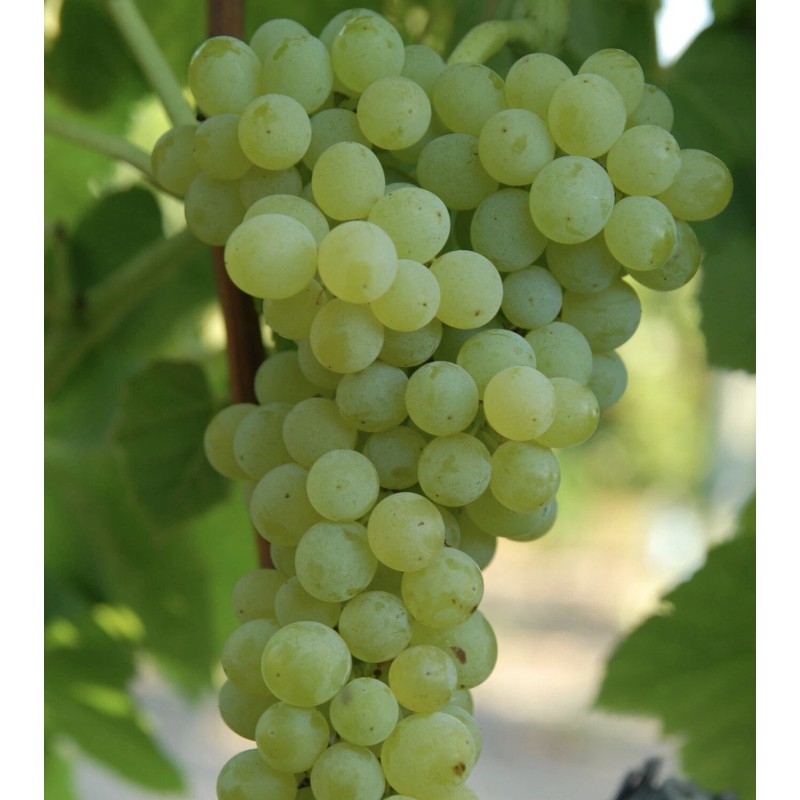 Grape Plant With Pot 10” Cutting Vine Sweet Seedless Ready