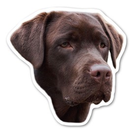 Magnet America (Chocolate) Labrador Retriever Dog Magnet is 4.75" x 4.875" Made for Vehicles and Refrigerators