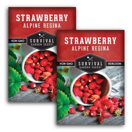 Alpine Regina Strawberry Seed for Planting - 2 Packets with Instructions to Plant & Grow Wild or Woodland Strawberries in The Home Vegetable Garden - Non-GMO Heirloom Variety - Survival Garden Seeds