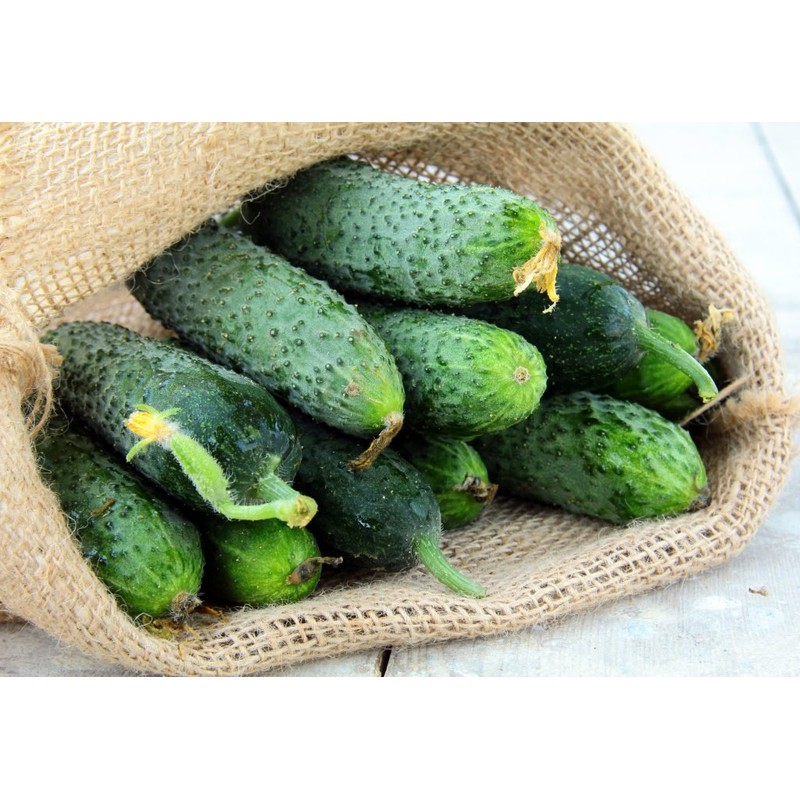 Seeds Rare Cucumber Titus F1 Early Pickling Vegetable for Planting