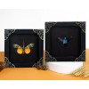 2 Framed Real Dried Lanternfly & Bee Insect Display Case Art Wall Hanging Decor