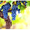 Wine Grape Vine Seeds for Planting - 100+ Seeds -