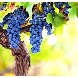 Wine Grape Vine Seeds for Planting - 100+ Seeds - Ships from Iowa, USA