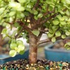 Brussel's Bonsai Live Dwarf Jade Bonsai Tree Kit - Small