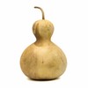 Box of 5 Dried Bottle Gourds - 4" Diameter, Ready