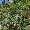 Fresh Clemson Spineless Okra Seeds | NON-GMO | Heirloom |