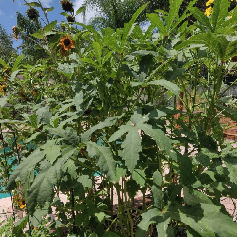 Fresh Clemson Spineless Okra Seeds | NON-GMO | Heirloom |