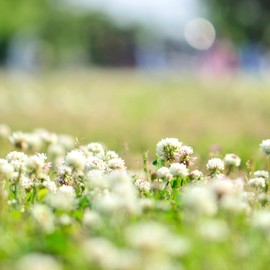 White Berseem Clover Seeds - 25 Lb ~19,400,000 Seeds - Trifolium alexandrinum - Non-GMO Cover Crop Seeds - Annual, Open-Pollinated, Heirloom Clover Seeds for Vegetable Garden Cover Crops