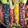 Glass Gem Corn Seeds (200 Seeds) - USA Grown by