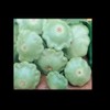 10 Seeds Lunar Eclipse Patty Pan Scallops Summer Squash F1