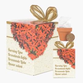 Iflo Pflanzset mit 5 Blumensorten, Anzuchttöpfe mit Erde und Samen, Geschenkbox mit Anleitung (Brennende Liebe, 5)