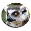 1 x Round MDF Magnet - Lemur Monkey Head Wildlife