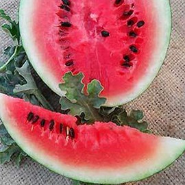 Organic Bush Sugar Baby Watermelon - 2 g ~25 Seeds - Non-GMO, Open Pollinated, Heirloom, Vegetable Gardening & Fruit Seeds