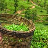 Japanese Sencha Green Tea, Loose Leaf - Caffeine, Unflavored &