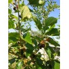 Tree Red Mulberry Tree 7 Cuttings 7"-9' long Organic Leave