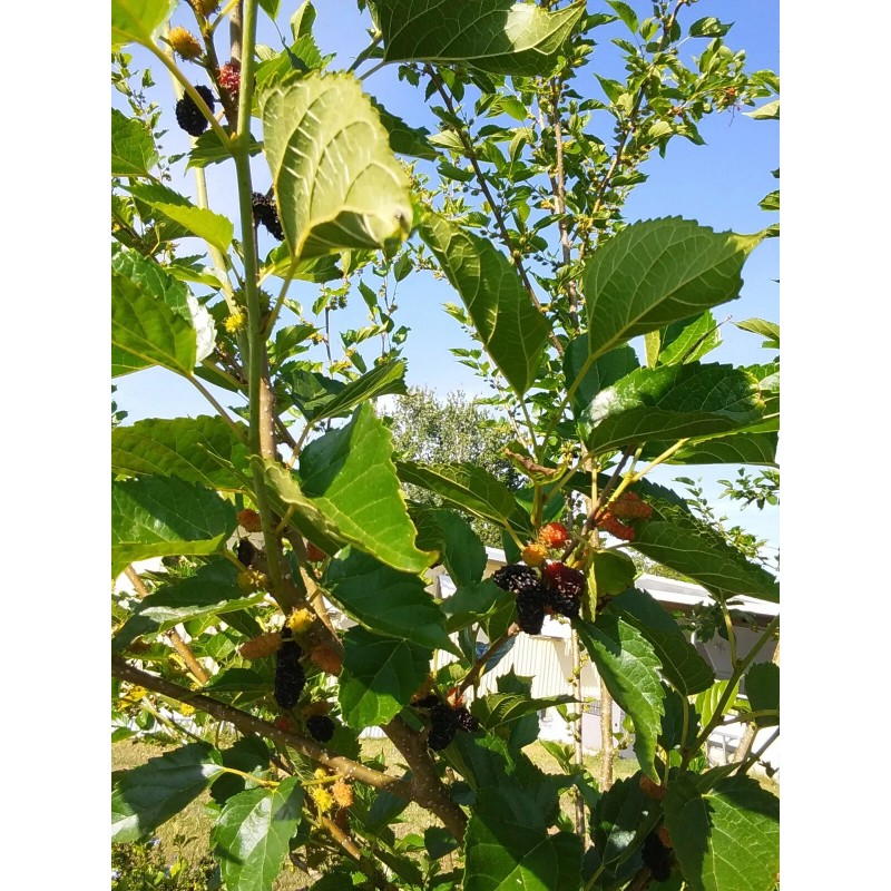 Tree Red Mulberry Tree 7 Cuttings 7"-9' long Organic Leave