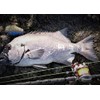 DAIWA Nylon Line, Astron Shiba Max Gamma 300, No. 20,