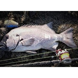 DAIWA Nylon Line, Astron Shiba Max Gamma 300, No. 20, Black Ocean