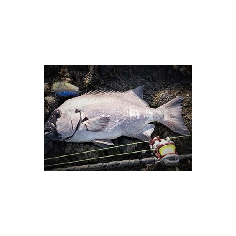 DAIWA Nylon Line, Astron Shiba Max Gamma 300, No. 20,
