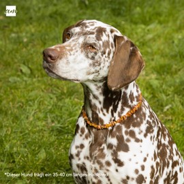 Amberta Amber Collar for Dogs and Cats | Amber Necklace for Dogs | Collar Dog: 30-35 cm