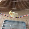 Bird Rope Perches, Bird Spiral Rope Perch, Cotton Parrot Swing