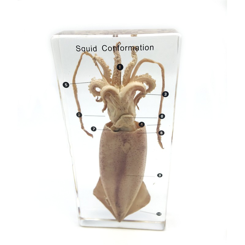 Squid Cuttlefish Conformation Specimen in Acrylic Block Paperweights Science Classroom