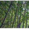 Unbranded Black Bamboo True Phyllostachys Nigra Live Rhizome Bare Root