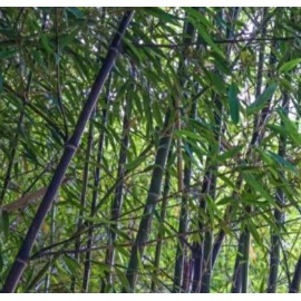 Unbranded Black Bamboo True Phyllostachys Nigra Live Rhizome Bare Root Starter Plant