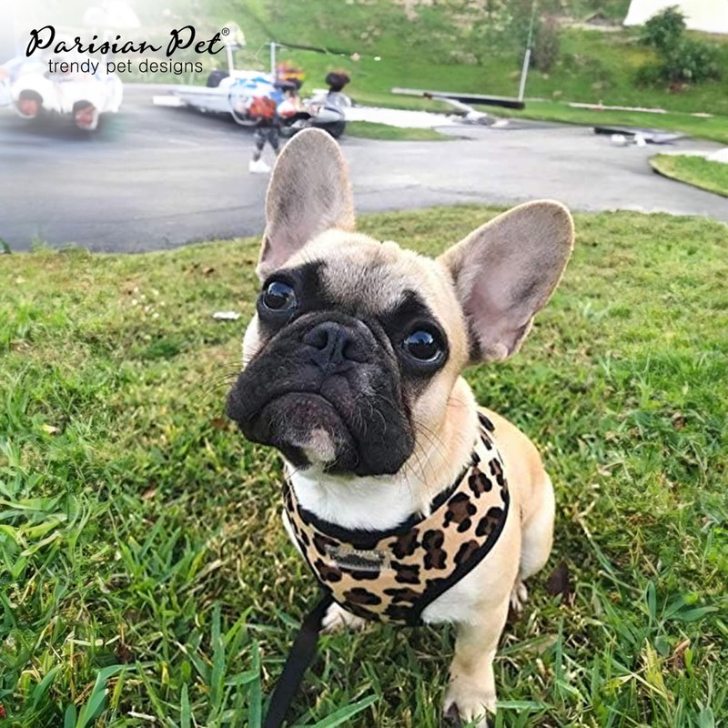 Parisian Pet Freedom Dog Harness, Leopard, S