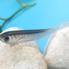 Soft Bionic Fishing Lure, Fishing Lures Bait Swimbaits Slow Sinking