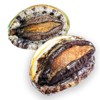 Live Ezo Abalone Set (2.1 / 2.4 oz (60/70 g),