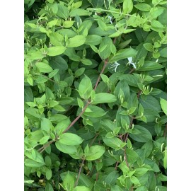 Unbranded 1 LIVE  ROOTED PLANTS HONEYSUCKLE VINES WHITE YELLOW FLOWERS Japanese Lonicera