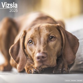 Vizsla Calendar 2025 | Square Dog Breed Wall Calendar - 16 Month