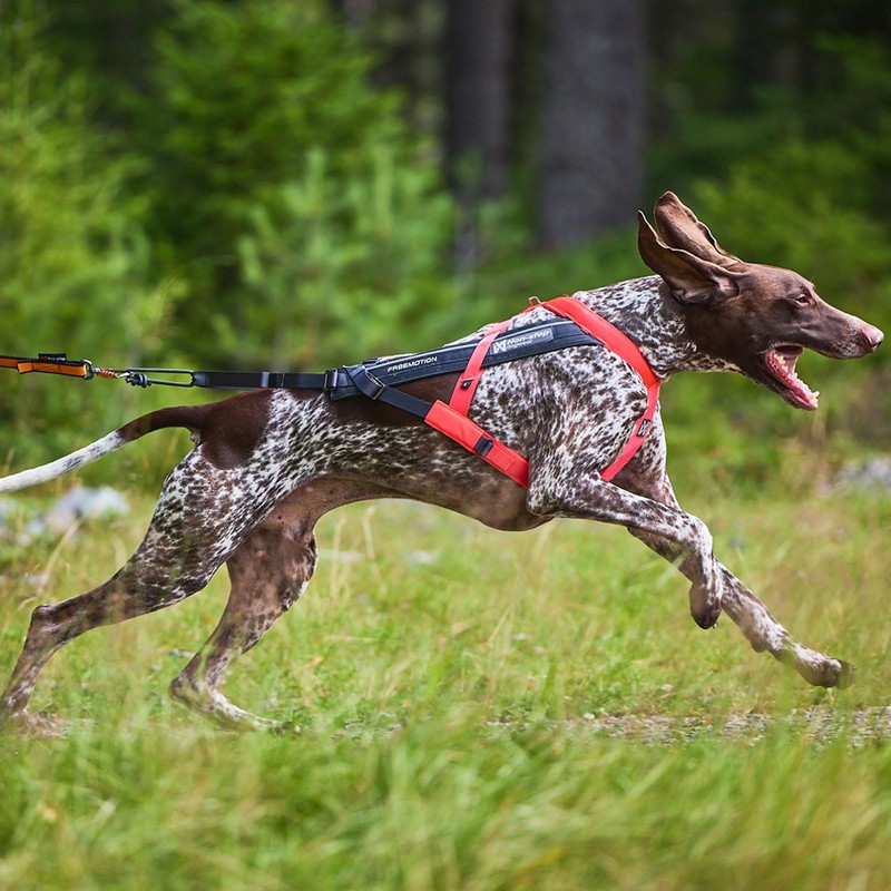 Non-stop dogwear FREEMOTION Harness 5.0 |111| Dog Harness for All