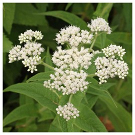 Everwilde Farms - 1 Oz Boneset Native Wildflower Seeds - Gold Vault