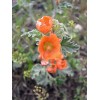 Sphaeralcea munroana | Munro's Globemallow | 20 Seeds
