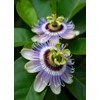 Seeds Yellow Passion Fruit 10+ Seeds to Grow Exotic Plant