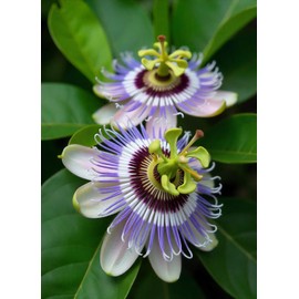 Seeds Yellow Passion Fruit 10+ Seeds to Grow Exotic Plant