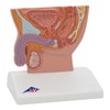 3B Scientific H12 Male Pelvis Section, 1/2 Life Size and