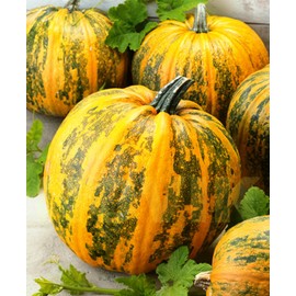KIRA SEEDS - Seeds Muscat Pumpkin Vitamin Striped - Ornamental - Heirloom Vegetable - GMO Free