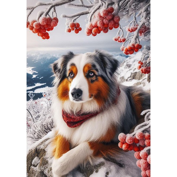 Australian Shepherd Blue Merle - Best of Breed DCR Winter