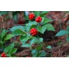 CZ Grain 30 Bunchberry Bush Seeds for Planting - Cornus