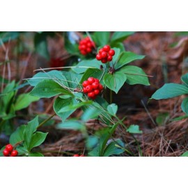 CZ Grain 30 Bunchberry Bush Seeds for Planting - Cornus Canadensis - Bunchberry Dogwood