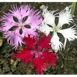 Fresh 100 FRINGED PINKS Dianthus Fresh Flower SEEDS Easy Flora Blooms US FREE SHIPPING