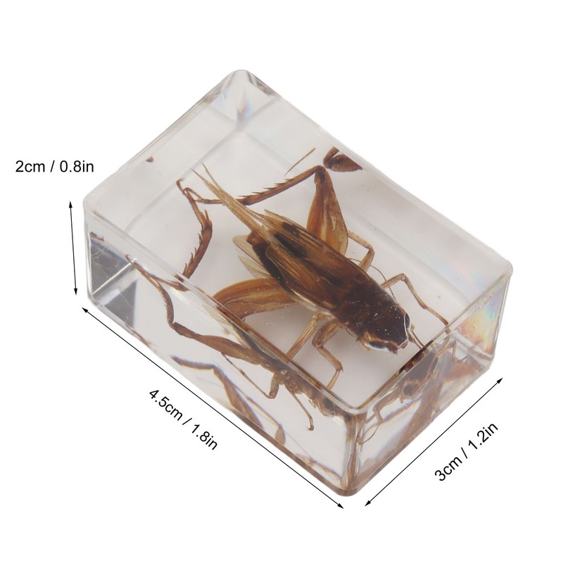 12 Pcs Real Bug Specimens Transparent Resin Science Education Classroom