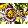 Seeds Yellow Passion Fruit 10+ Seeds to Grow Exotic Plant