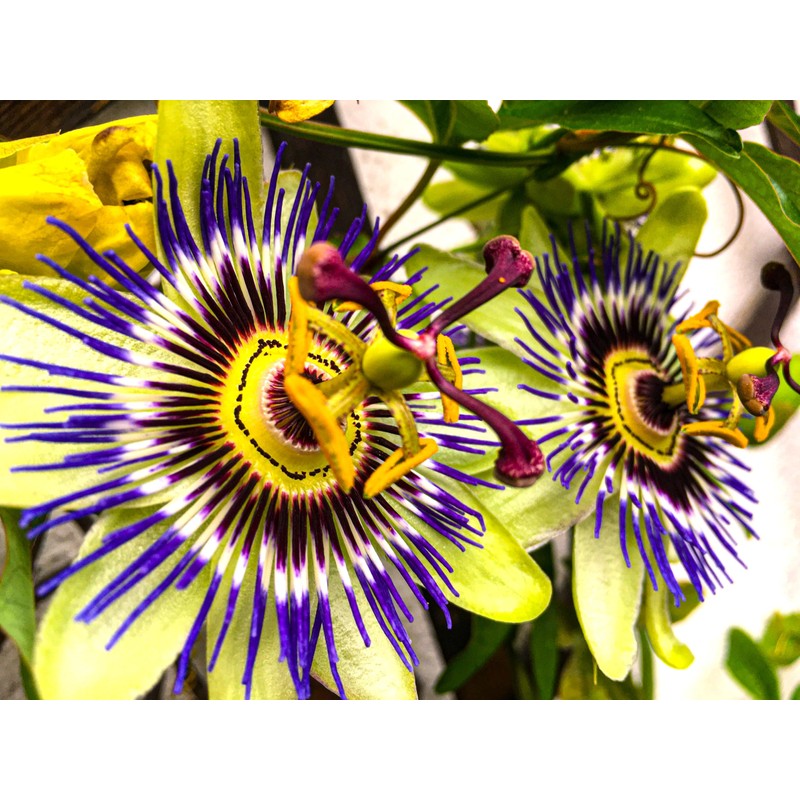 Seeds Yellow Passion Fruit 10+ Seeds to Grow Exotic Plant