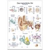 Erler Zimmer Anatomical Chart The Human Ear Teaching Aid 2