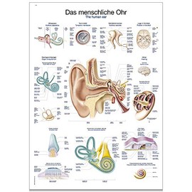 Erler Zimmer Anatomical Chart The Human Ear Teaching Aid 2 Sizes 50 cm x 70 cm