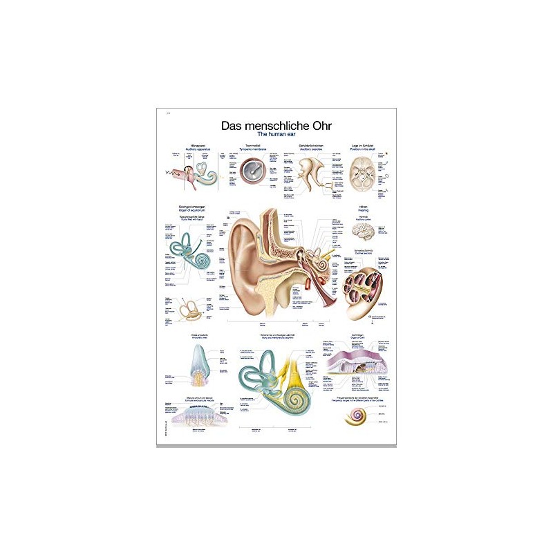 Erler Zimmer Anatomical Chart The Human Ear Teaching Aid 2